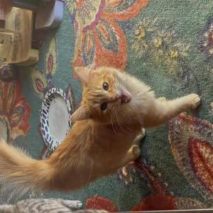 Lost Cat Pelusa