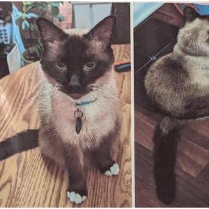 Lost Cat Momo