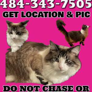 Lost Cat Gigi