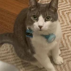 Lost Cat Flynn Probst