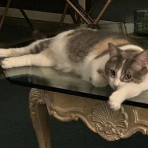 Lost Cat Liza