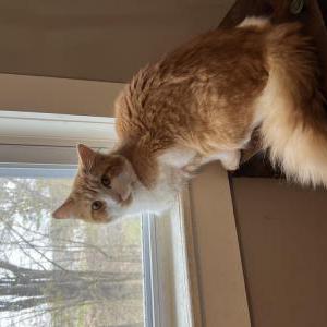 Lost Cat Wiley