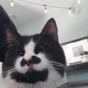 Found Cat Unknown