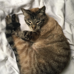 Lost Cat Chloe