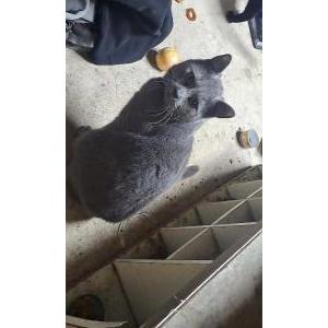 Lost Cat Bindo