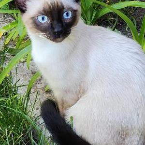 Image of adzuki, Lost Cat