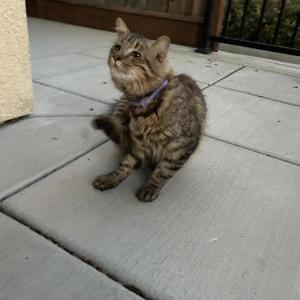 Image of Unknown, Found Cat