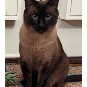Image of Snicker, Lost Cat