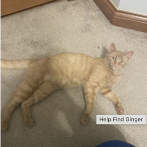 Lost Cat Ginger