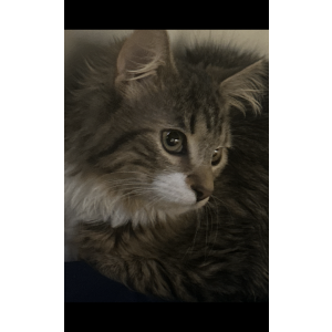 Lost Cat Niko