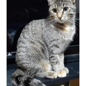Lost Cat Pandora