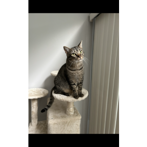 Lost Cat Milo