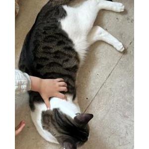 Lost Cat Blueberry Waffles