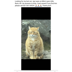 Image of Kiddie, Lost Cat