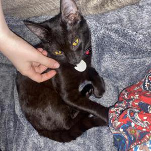 Lost Cat Jenni