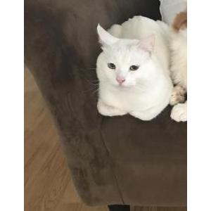 Lost Cat Blizzard