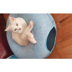 Lost Cat Dude