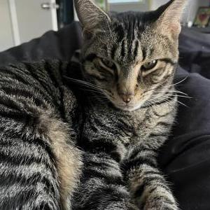 Lost Cat Wybie