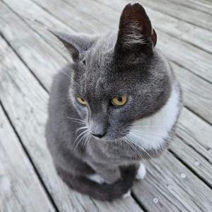 Lost Cat Shadow