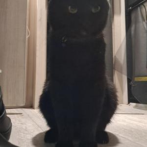 Image of Harry Monster, Lost Cat