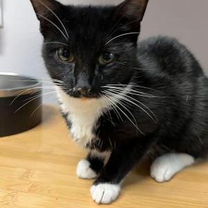 Lost Cat Nina