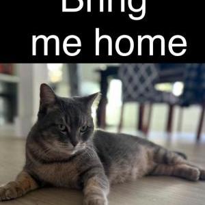 Lost Cat Athena