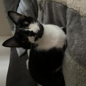 Lost Cat juju
