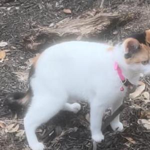 Lost Cat Carly