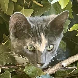 Lost Cat Willow