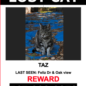 Image of Taz, Lost Cat