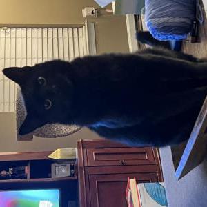 Lost Cat Mac