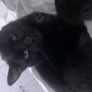 Lost Cat Thor