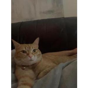 Image of Bell, Lost Cat