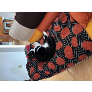 Lost Cat Loku