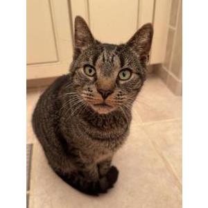 Found Cat unknown