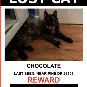 Image of CHOCOLATE, Lost Cat