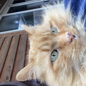 Lost Cat Cherry
