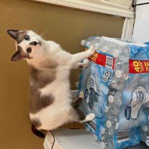 Lost Cat Snowball
