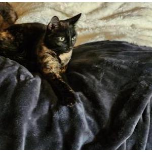 Lost Cat Gizmo