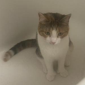 Lost Cat Jinx
