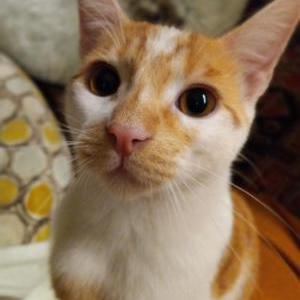Lost Cat Susu