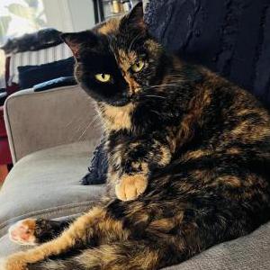 Lost Cat Reese's