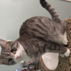 Lost Cat Dopey