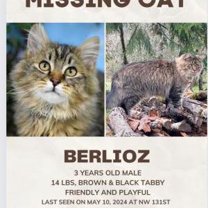 Image of Berlioz, Lost Cat
