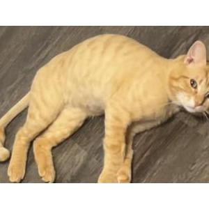 Lost Cat Tomtom