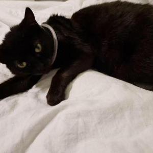 Image of Mimi, Lost Cat