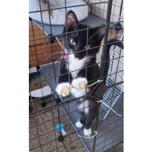 Lost Cat Pern