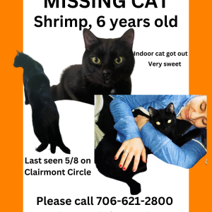 Image of Shrimp, Lost Cat