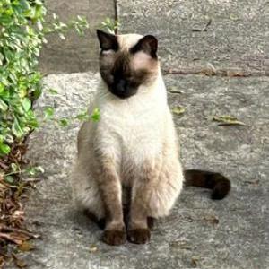 Image of Gattina, Lost Cat