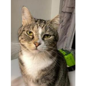 Lost Cat Mr Beans